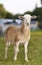 Light brown Katahdin sheep lamb