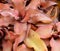 Light Brown Leaves - Haworthia Succulent Plant