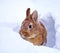 Light brown lionhead rabbit outdoors in the snow, watching