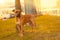 A light brown male dog mixed breed pitbull with dark nose and drooping ears stands on green grass between trees near a road