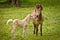 A light brown mare and its newborn  white foal are grooming treasured and providently together