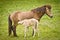 A light brown mare and its newborn  white foal are grooming treasured and providently together