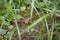 A light brown moth in the grass