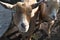 Light brown Nigerian Dwarf goats close up on a farm in Wisconsin