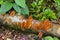 Light brown orange mushroom fungi growing on wooden log at Mt. K