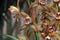 Light Brown Orchid (Hybrid Cymbidium)