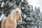 Light Brown Palomino Mare in Snowy Jura Pine Trees Forest in Win