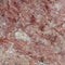 Light brown pink marble rock textured