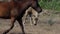 A light brown pony foal grazes grass on a lawn in slo-mo