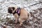 Light brown Pug is sitting and pooping on snow grass