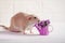 Light brown rat dambo with funny ears sits on white background with watering can, purple flowers, concept for woman day