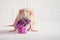 Light brown rat dambo with funny ears sits on white background with watering can, purple flowers, for greeting card