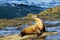 Light brown sea lion sitting on the wet seashore rocks with closed eyes and happy face in a bright sunny morning with deep blue wa