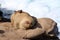 A light brown sea lion sleeping on a rocky outcropping at Children`s Beach in La Jolla, California