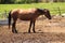 A light brown single horse with dark black mane, Millbury Sutton, Ma farm