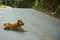 Light brown smiling local dog lying happily on grey asphalt road along green forest mountain