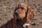 The light brown spaniel dog squints at the sun and enjoys the sunset, the wind blows the dogâ€™s wet fur. the concept of enjoying