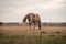 Light brown stallion is grazing in the meadow during the sunset somewhere on Ameland