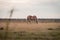 Light brown stallion is grazing in the meadow during the sunset somewhere on Ameland