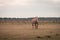 Light brown stallion is grazing in the meadow during the sunset somewhere on Ameland