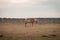 Light brown stallion is grazing in the meadow during the sunset somewhere on Ameland