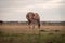 Light brown stallion is grazing in the meadow during the sunset somewhere on Ameland