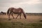 Light brown stallion is grazing in the meadow during the sunset somewhere on Ameland