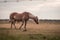 Light brown stallion is grazing in the meadow during the sunset somewhere on Ameland