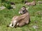 Light brown swiss cows