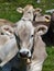 Light brown swiss cows