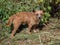 Light Brown Terrier Dog Outdoor