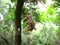 Light-brown wasps on nest in Swaziland