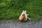 Light brown and white cat on stone pathway and meadow