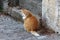 Light brown and white cute domestic cat sitting in front of stone and concrete wall and steps looking curiously in distance