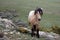 LIght buckskin wild horse stallion standing on ridge in the Pryor mountains in Montana USA