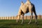 Light camel grazing on the farm at sunset