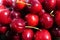 Light cherries, fresh from the cherry tree