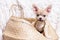 Light chihuahua puppy playing sitting and gnaw In Wicker basket at white background and looking at camera