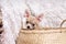 Light chihuahua puppy sitting In Wicker basket at white background and looking at camera