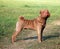 Light chocolate Sharpei show dog