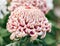 Light chrysanthemum in a closed Japanese garden. Close-up.