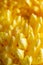 light closeup of yellow Chrysant flower. Large Chrysanthemum flower
