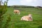 Light color cows in a pure green meadow, stone fences and cloudy sky in the background. Nobody. Farming and agriculture industry