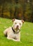 Light colored American Pit Bull Terrier lying down on green grass