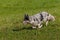 Light Colored Herding Dog Runs Left Through Grass Autumn