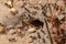 light-colored sand from an anthill with several ants