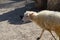 A light-colored sheep walks around the yard in sunny weather.