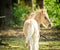 Light coloured foal is turning back