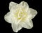 Light-creamy daffodil flower, flower of narcissus, isolated on black background