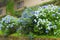 Light dark blue Hydrangea bushes, Hakone, Japan